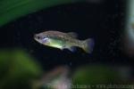 Redtail splitfin