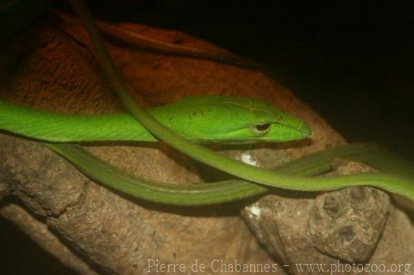 Asian vine snake