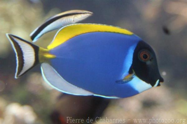 Powderblue surgeonfish