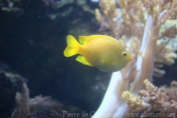 Lemon damsel