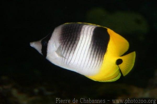 Pacific double-saddle butterflyfish