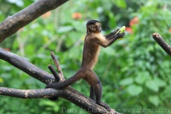 Guianan brown capuchin