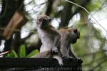 Crab-eating macaque