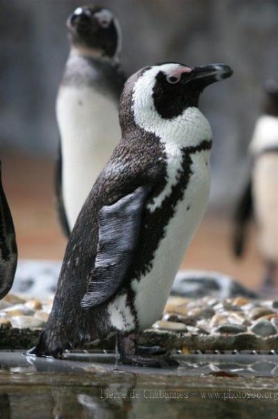 African penguin