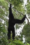 Siamang