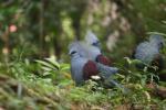 Western crowned-pigeon