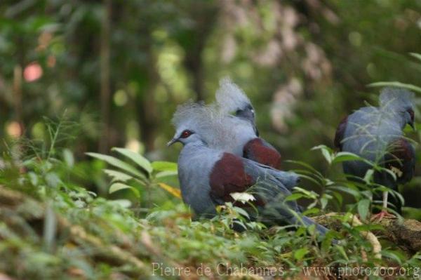Western crowned-pigeon