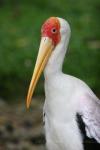 Yellow-billed stork