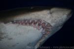 Sand tiger shark