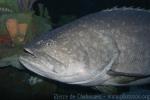 Giant grouper