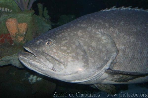 Giant grouper