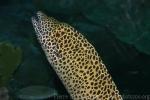 Laced moray