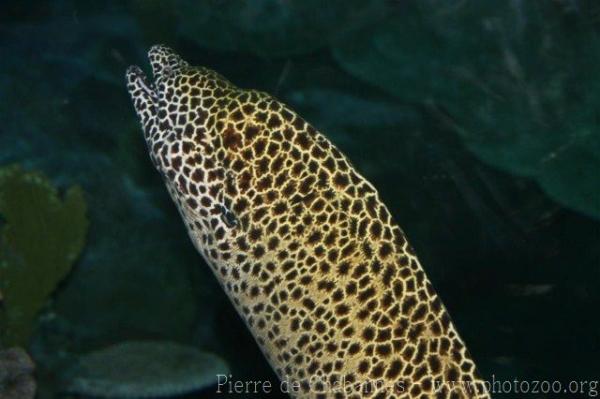 Laced moray