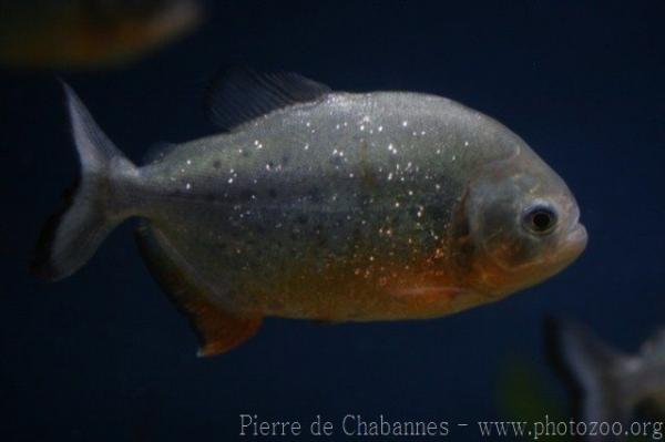 Red piranha
