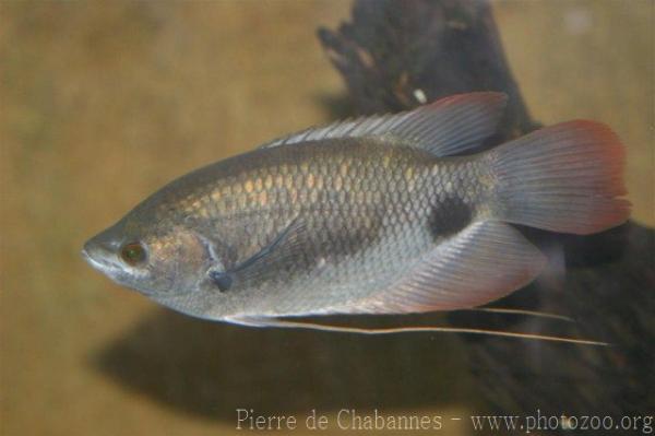 Giant red-tail gourami