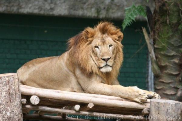 West-African (Asian) lion *