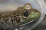 American bullfrog