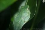 Malayan flying frog *