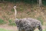 Ostrich