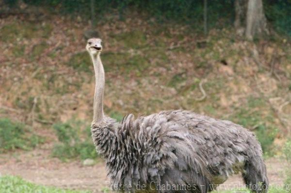 Ostrich