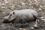 Sumatran bearded pig *