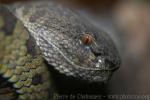 Shore pitviper