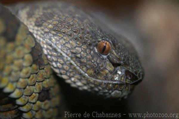 Shore pitviper