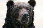 Ussuri brown bear