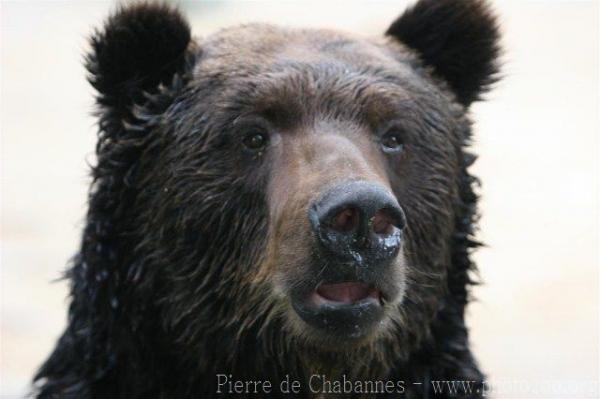 Ussuri brown bear