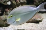 Yellowfin surgeonfish *