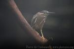 Cinnamon Bittern