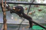 Black giant squirrel