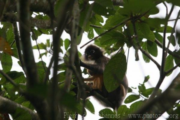 Dusky leaf-monkey