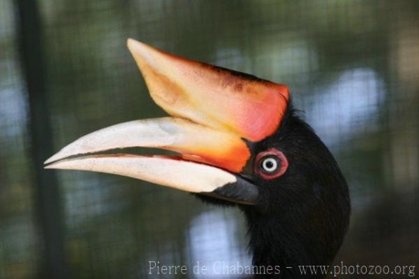 Sumatran rhinoceros hornbill