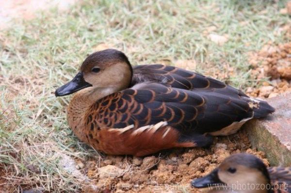 Wandering whistling-duck