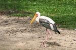 Painted stork