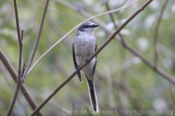 Ashy minivet