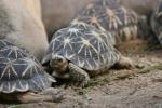 Indian star tortoise