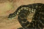 Carpet Python