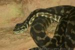 Carpet Python