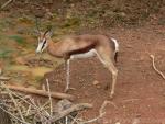 Angolan springbok *