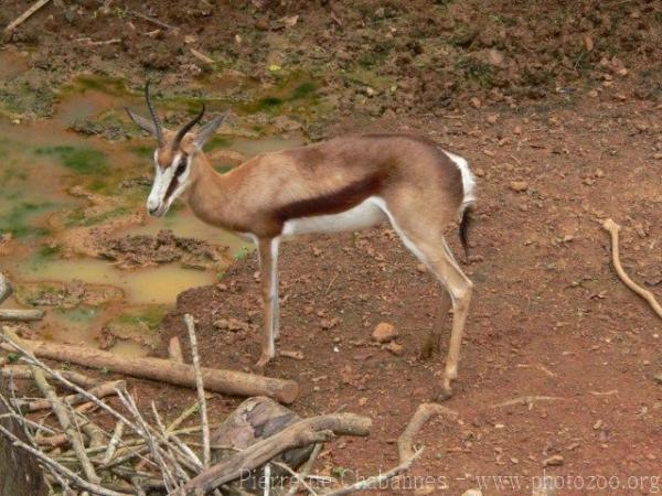 Angolan springbok *
