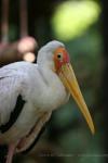 Yellow-billed stork