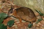 Lesser mousedeer