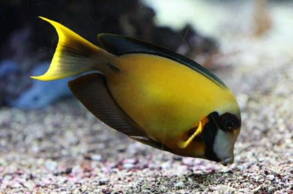 Chocolate surgeonfish