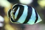 Banded butterflyfish