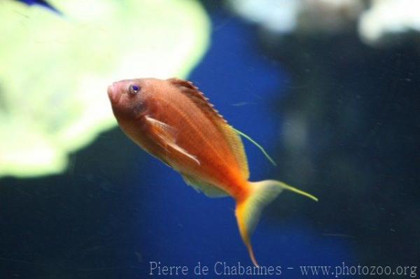 Swallowtail hawkfish *