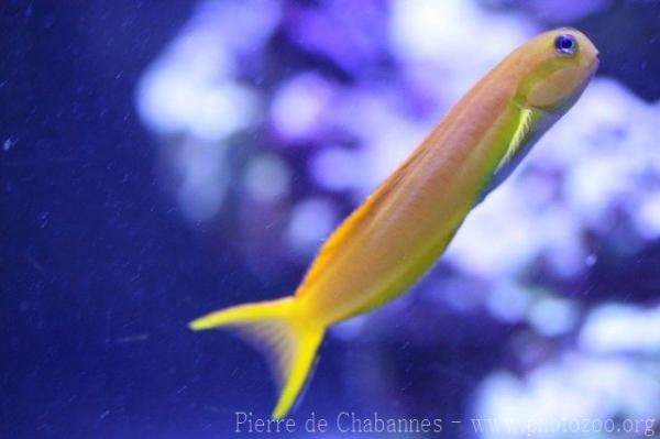 Persian blenny