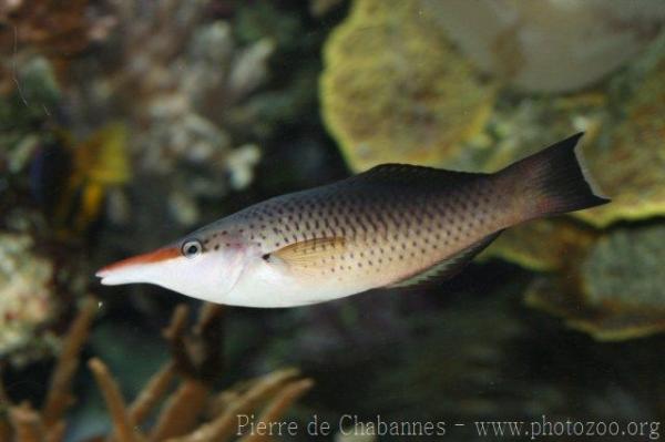 Bird wrasse