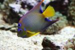 Queen angelfish